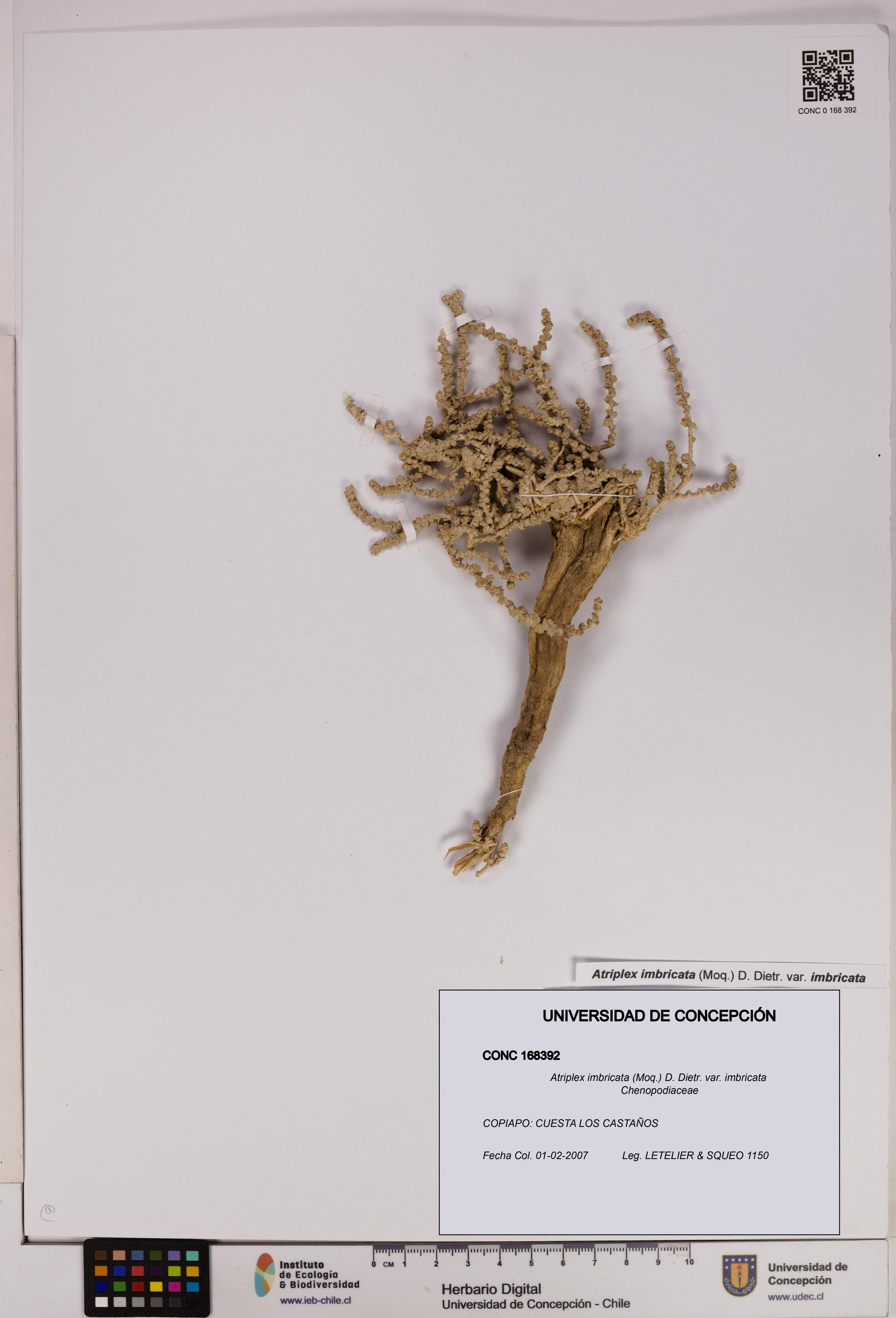 Atriplex imbricata [Espécimen: UDEC:CONC:0168392]