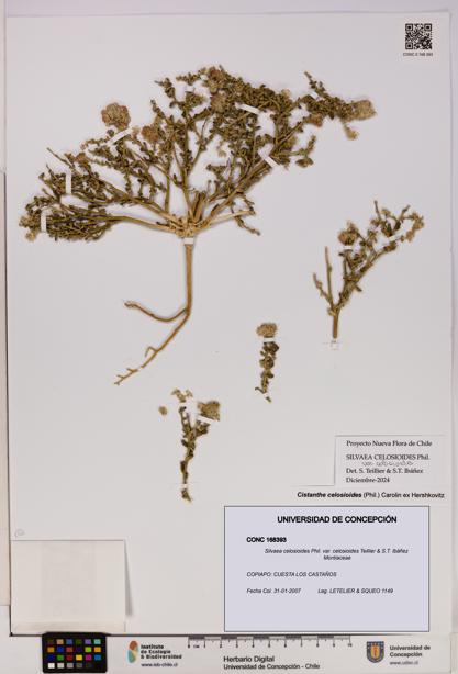 Silvaea celosioides var. celosioides [Espécimen: UDEC:CONC:0168393]