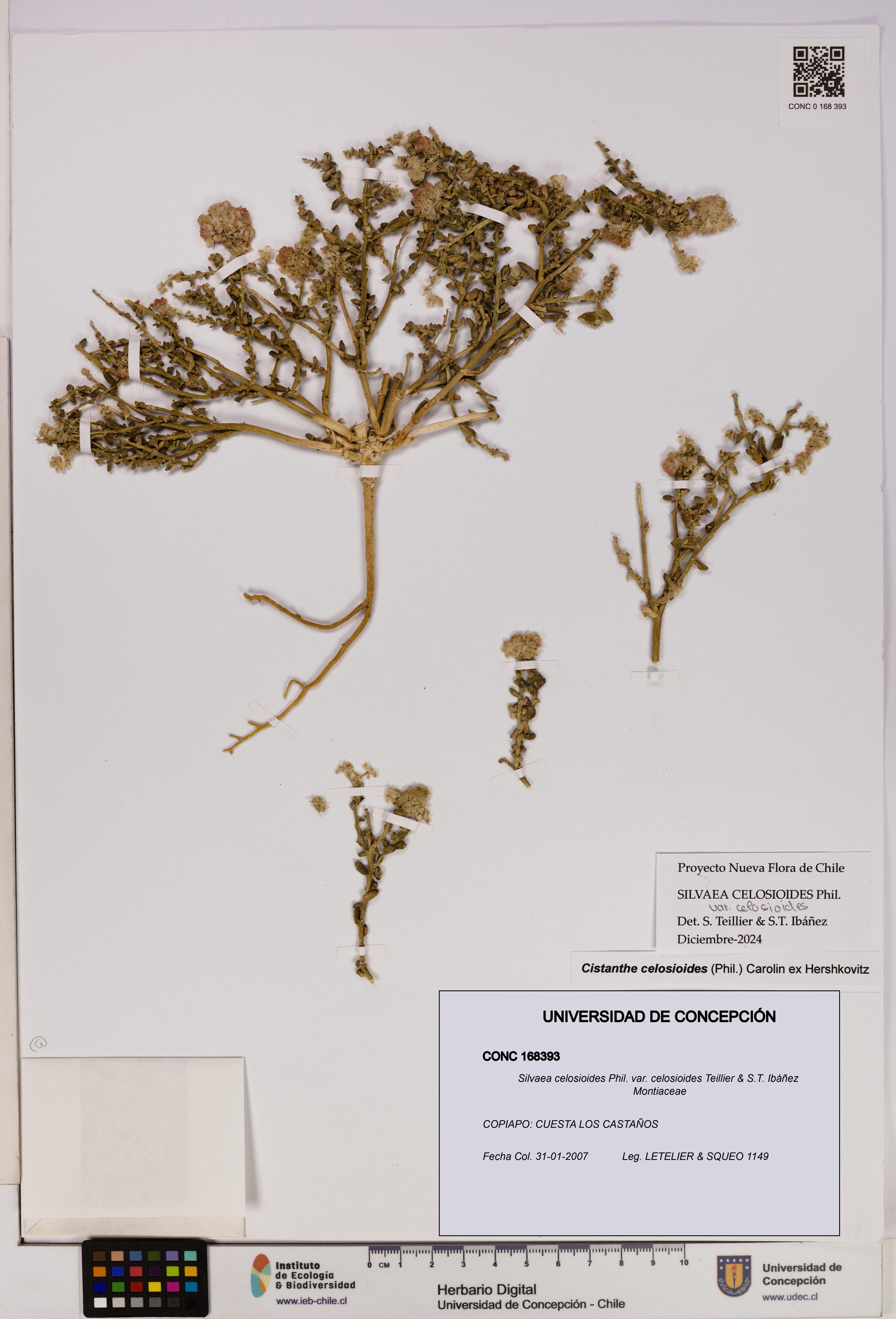 Silvaea celosioides var. celosioides [Espécimen: UDEC:CONC:0168393]