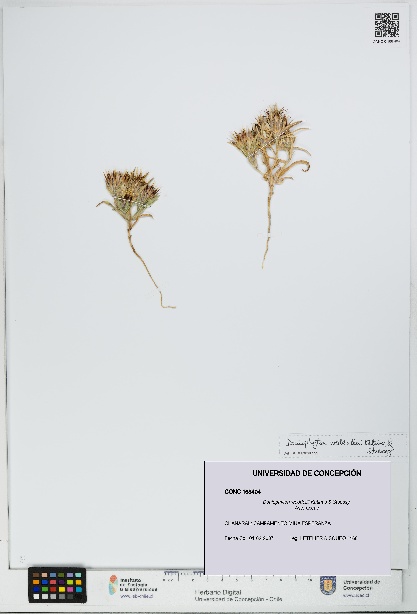 Doniophyton weddellii [Espécimen: UDEC:CONC:0168404]