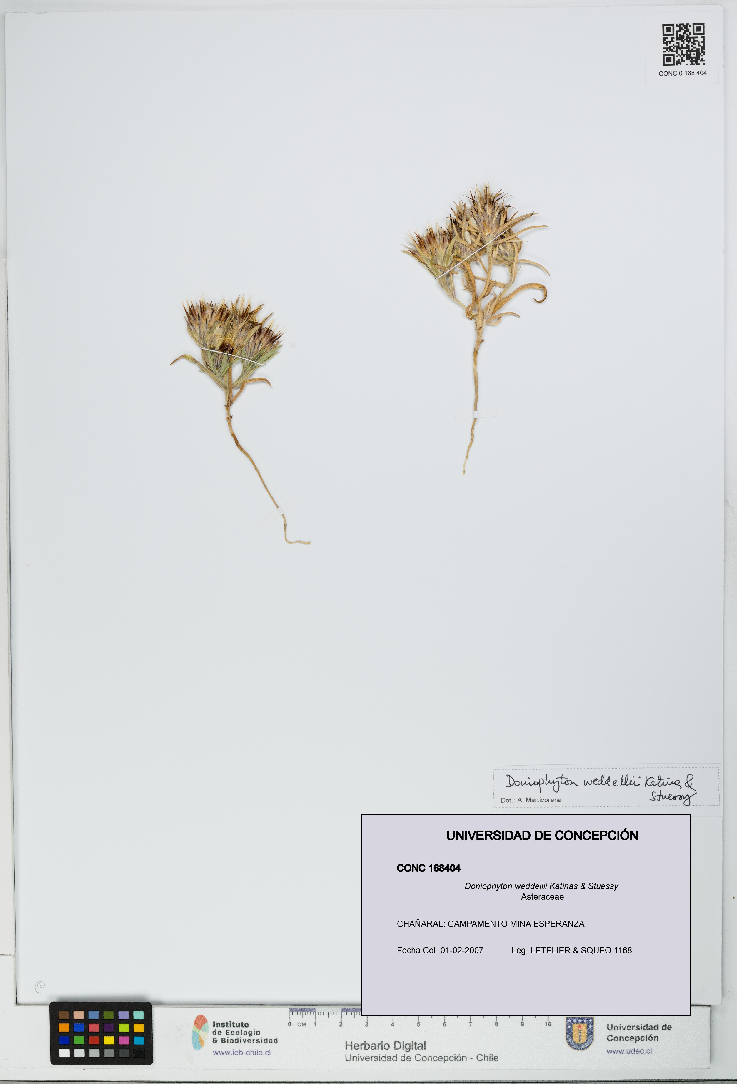 Doniophyton weddellii [Espécimen: UDEC:CONC:0168404]