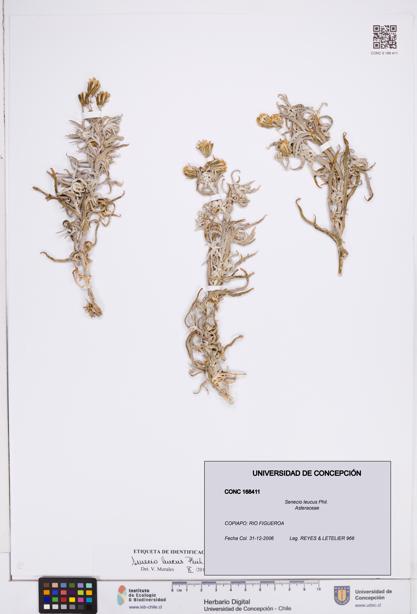 Senecio leucus [Espécimen: ]