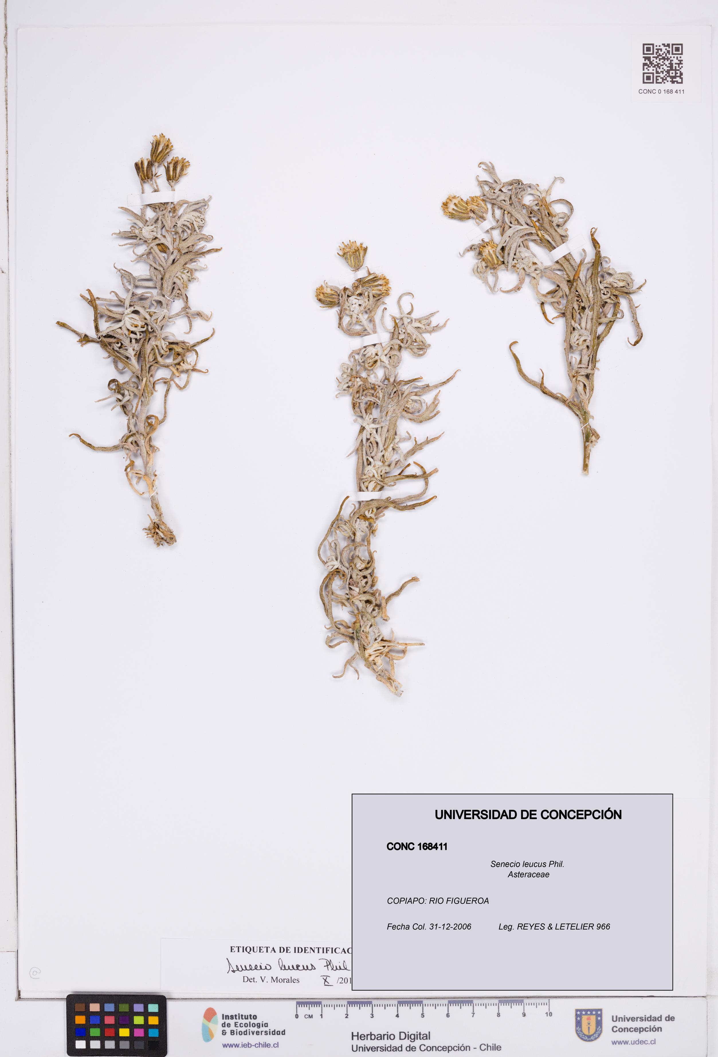 Senecio leucus [Espécimen: ]