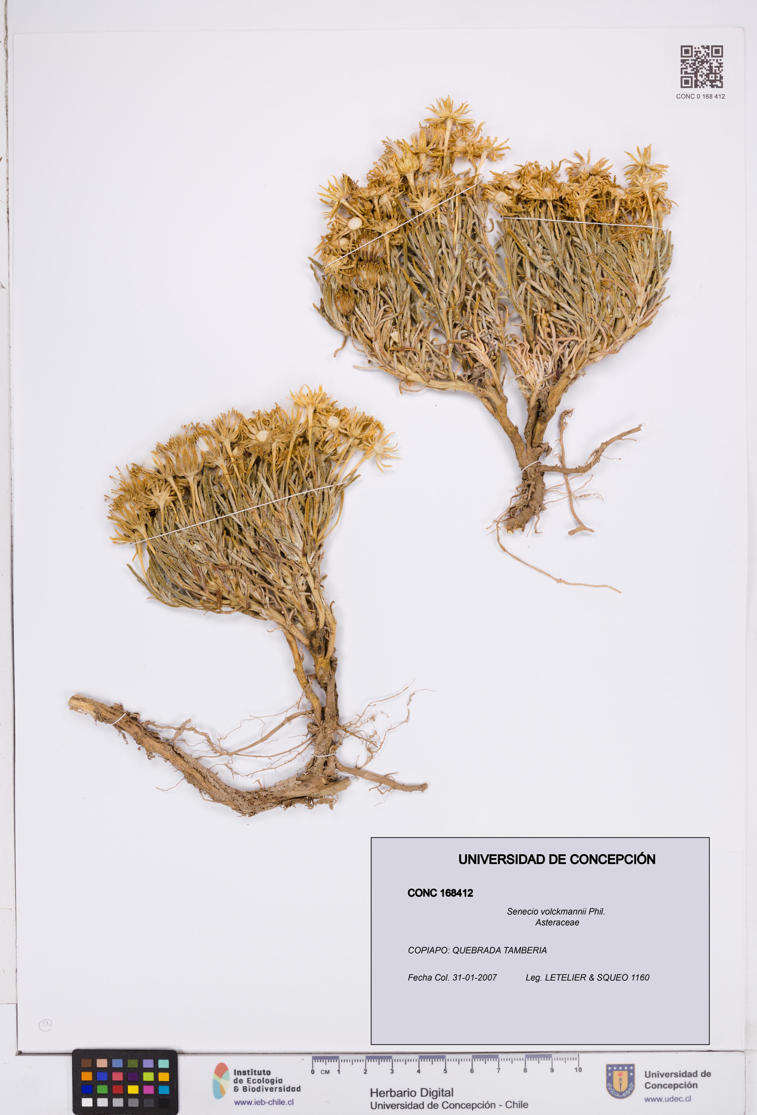 Senecio volckmannii [Espécimen: ]