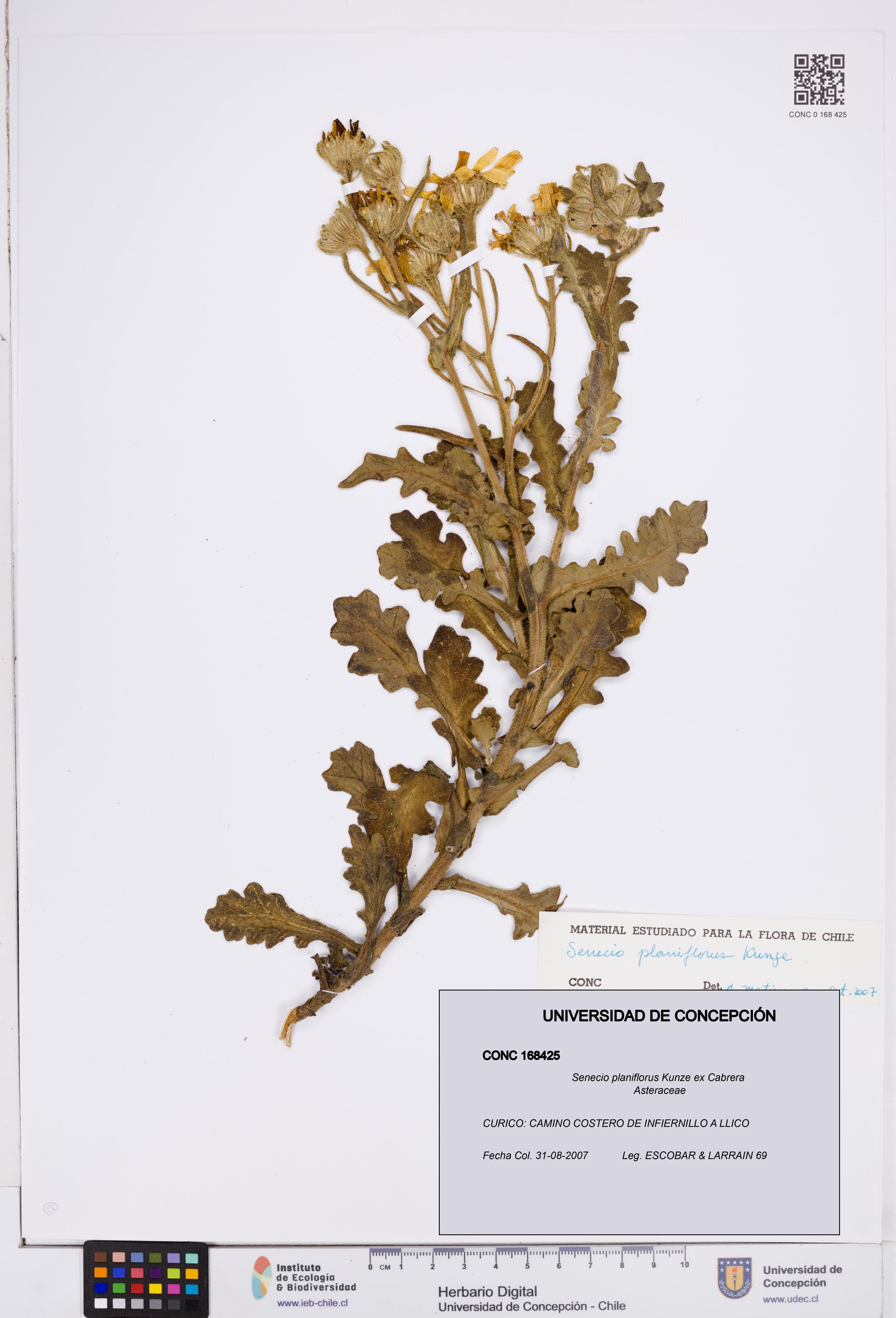 Senecio planiflorus [Espécimen: ]