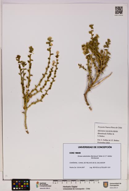 Silvaea salsoloides [Espécimen: UDEC:CONC:0168430]