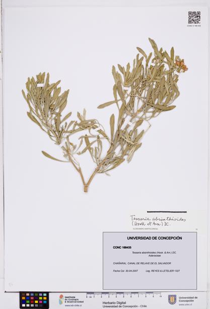 Tessaria absinthioides [Espécimen: ]