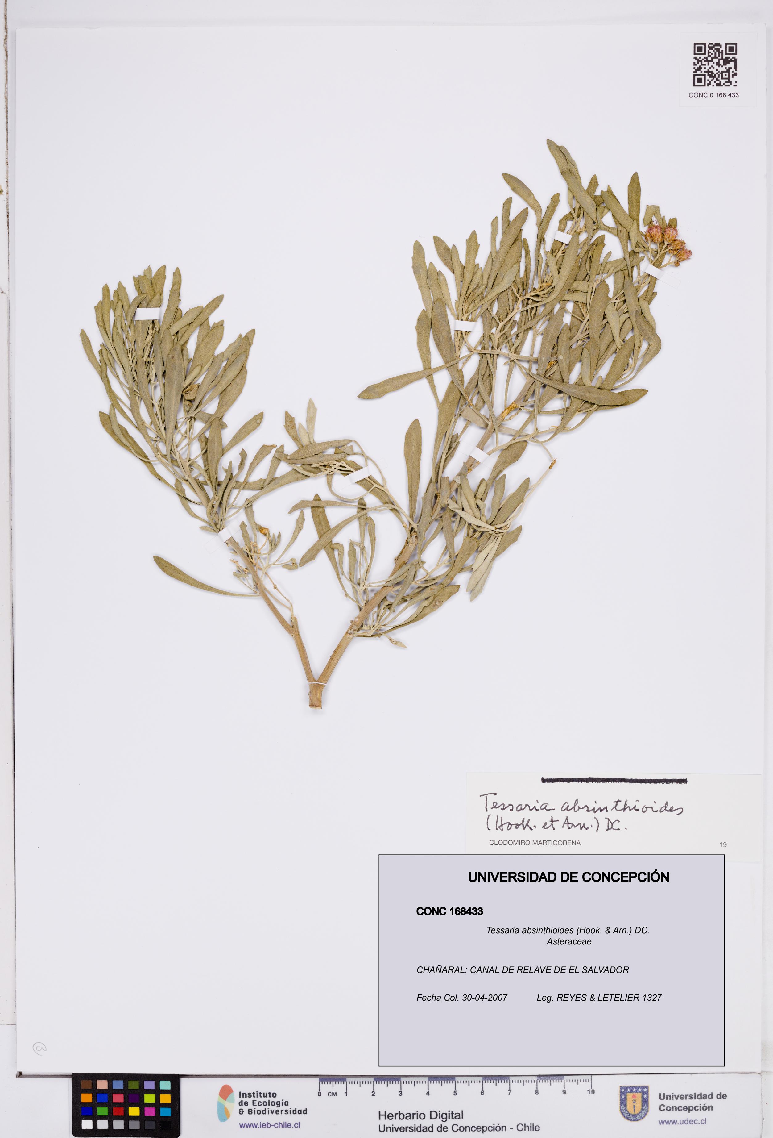 Tessaria absinthioides [Espécimen: ]