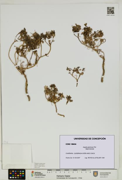 Argylia glutinosa [Espécimen: UDEC:CONC:0168434]