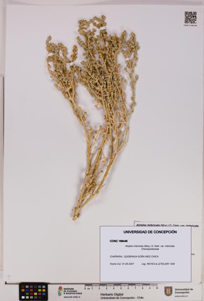 Atriplex imbricata [Espécimen: UDEC:CONC:0168446]