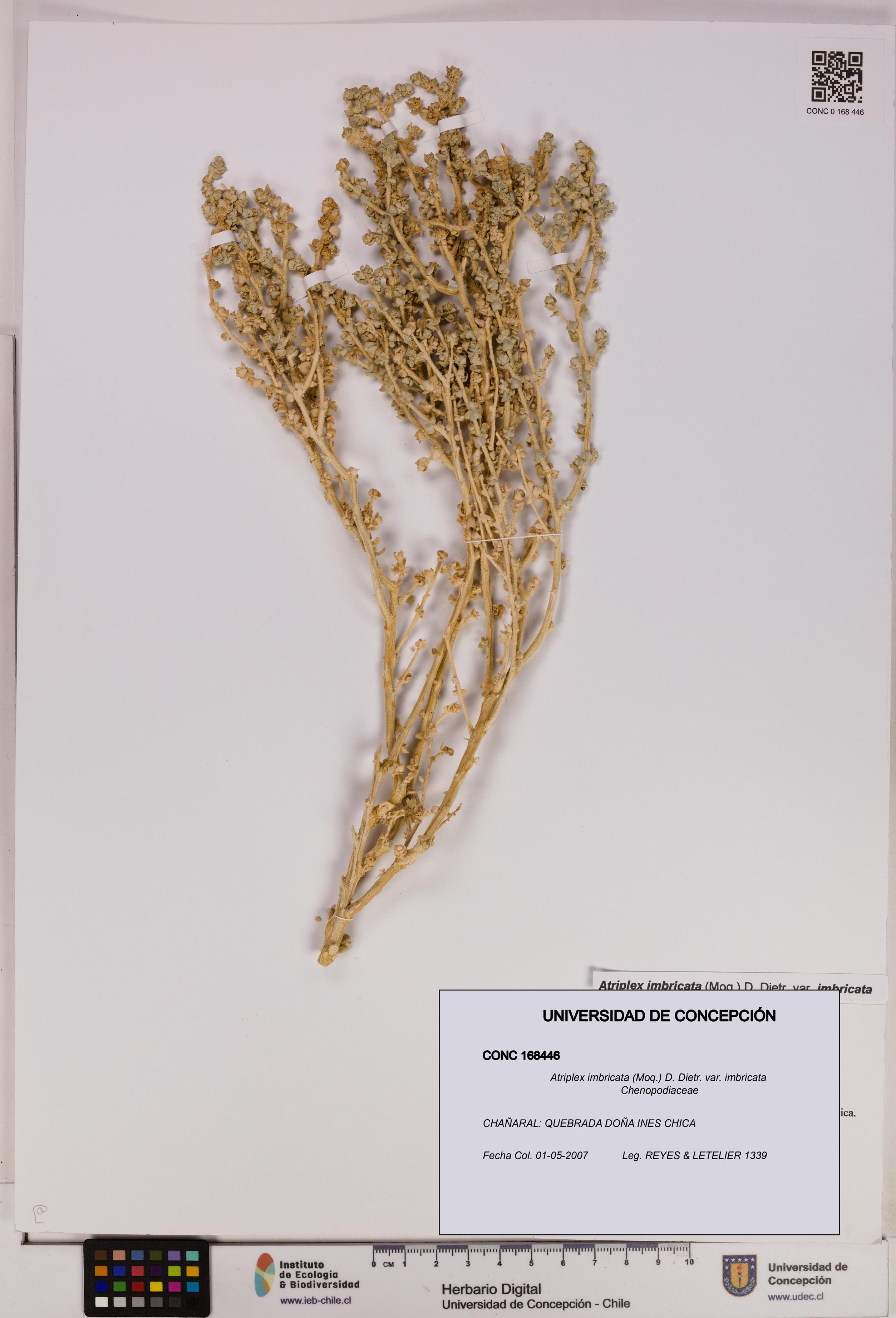 Atriplex imbricata [Espécimen: UDEC:CONC:0168446]