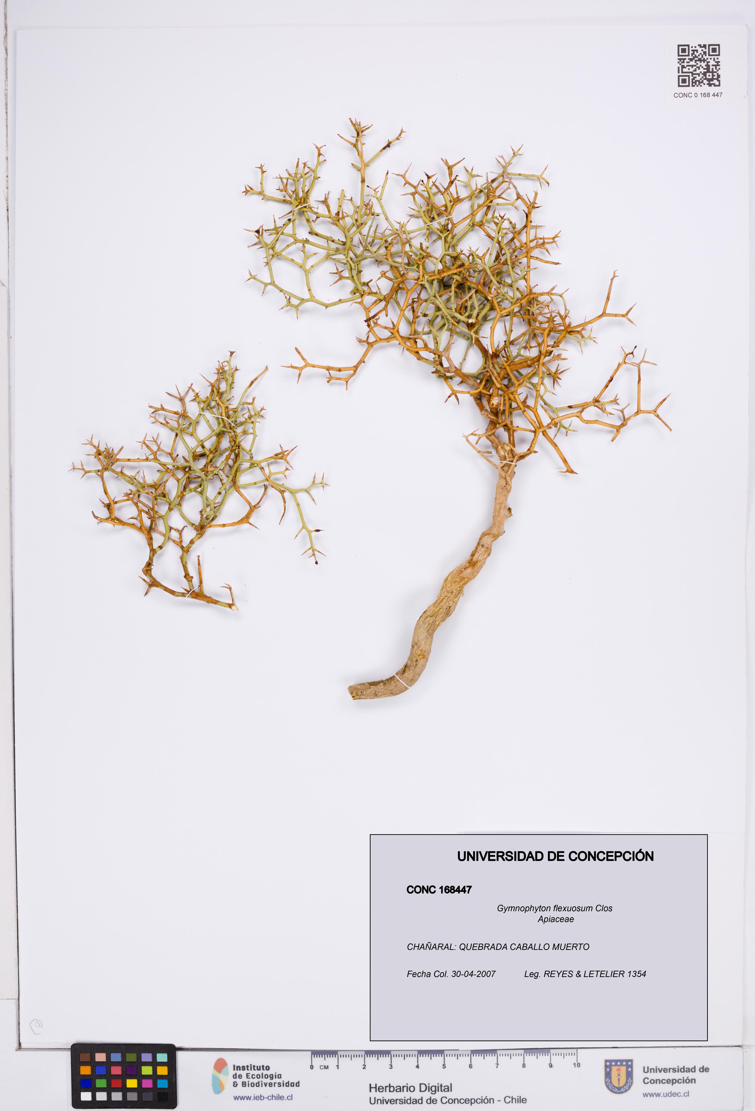 Gymnophyton flexuosum [Espécimen: ]