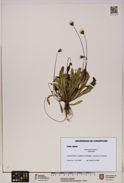 Hypochaeris glabra [Espécimen: UDEC:CONC:0168448]