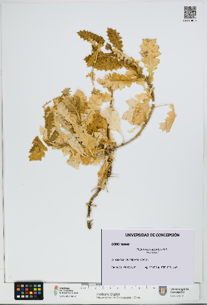 Polyachyrus carduoides [Espécimen: UDEC:CONC:0168449]