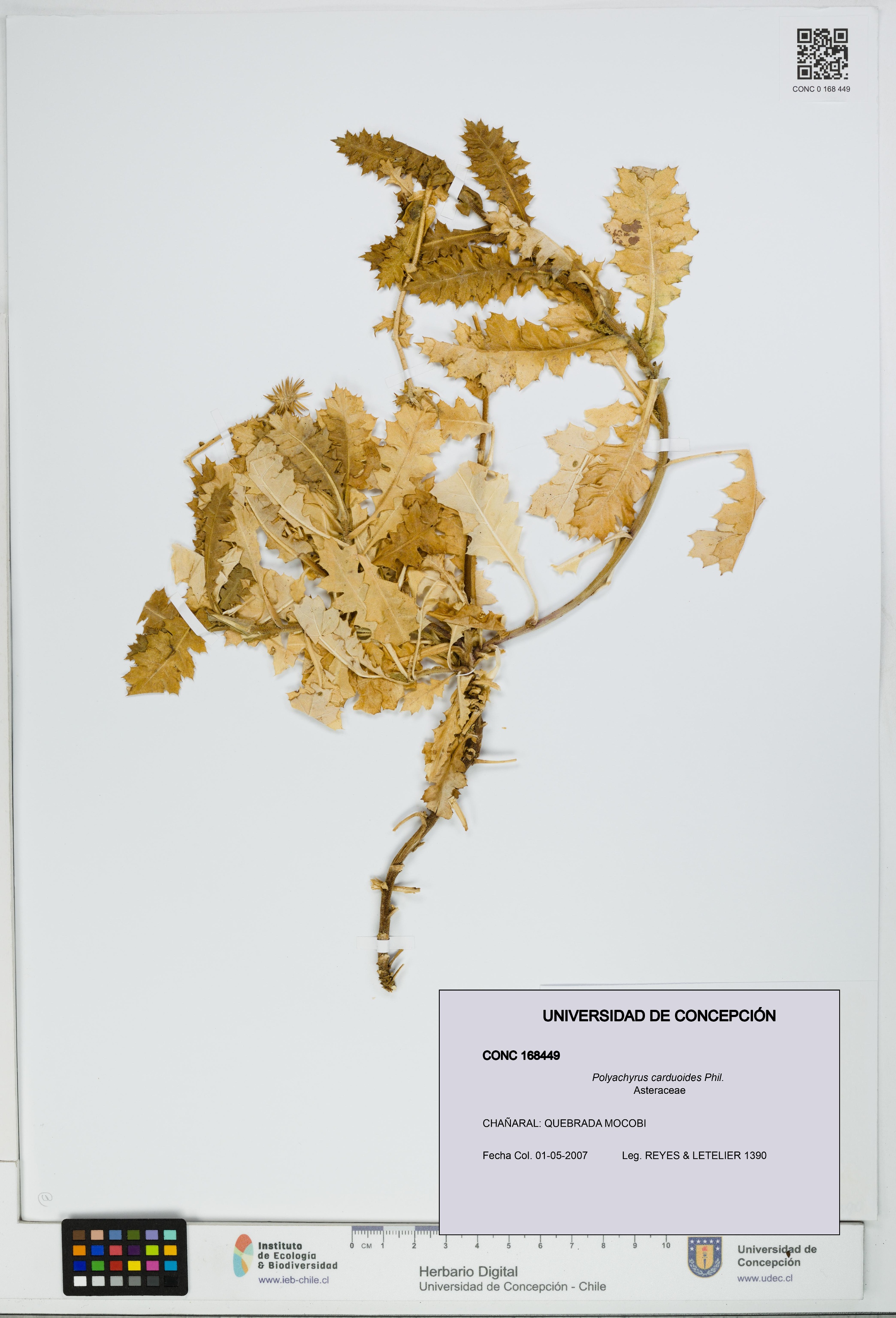 Polyachyrus carduoides [Espécimen: UDEC:CONC:0168449]