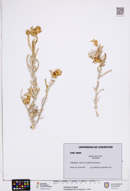 Senecio leucus [Espécimen: ]