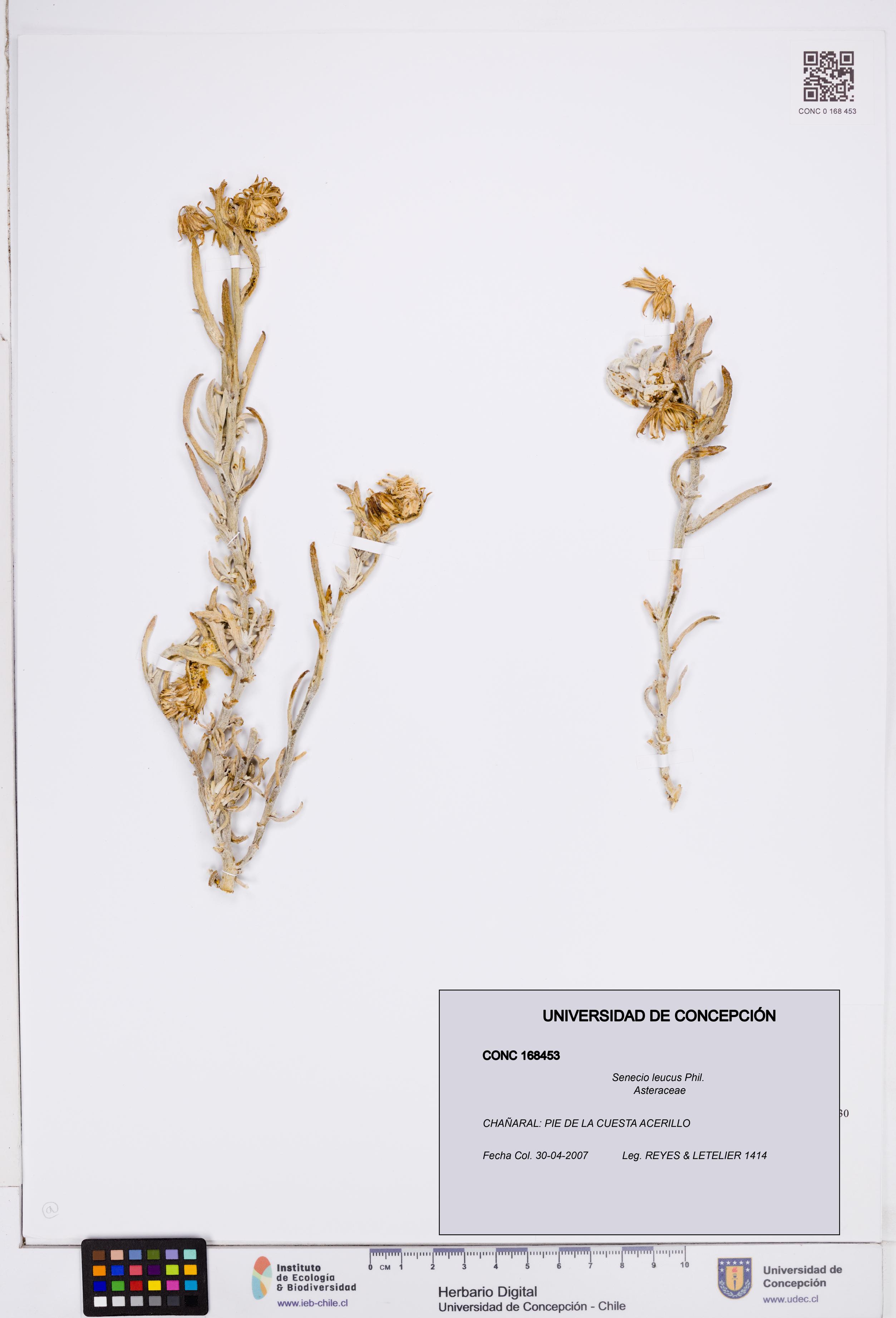 Senecio leucus [Espécimen: ]