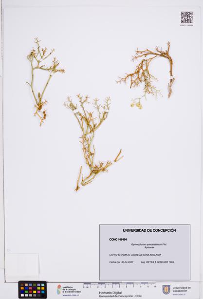 Gymnophyton spinosissimum [Espécimen: ]
