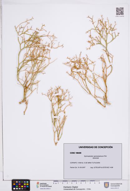 Gymnophyton spinosissimum [Espécimen: ]