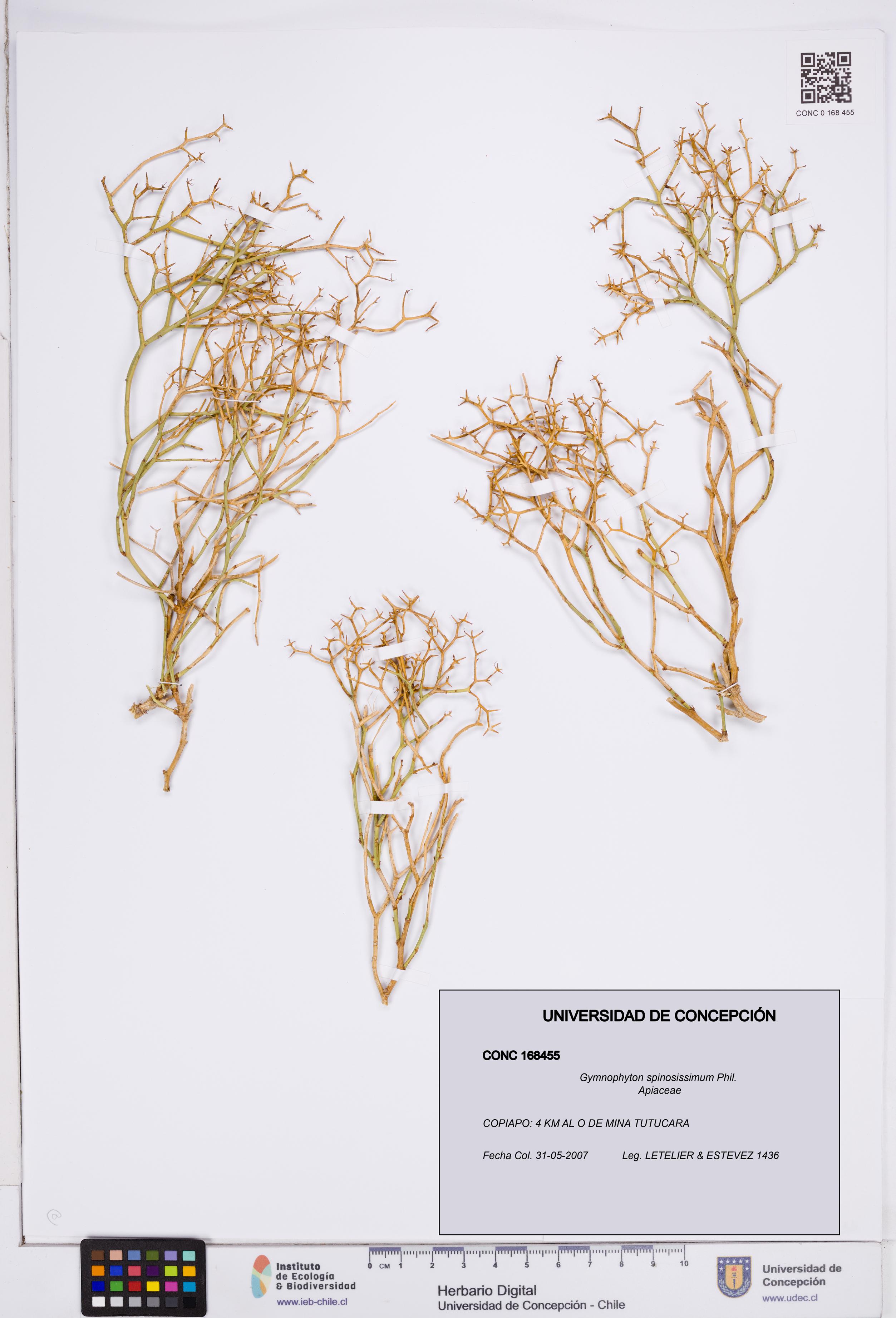 Gymnophyton spinosissimum [Espécimen: ]