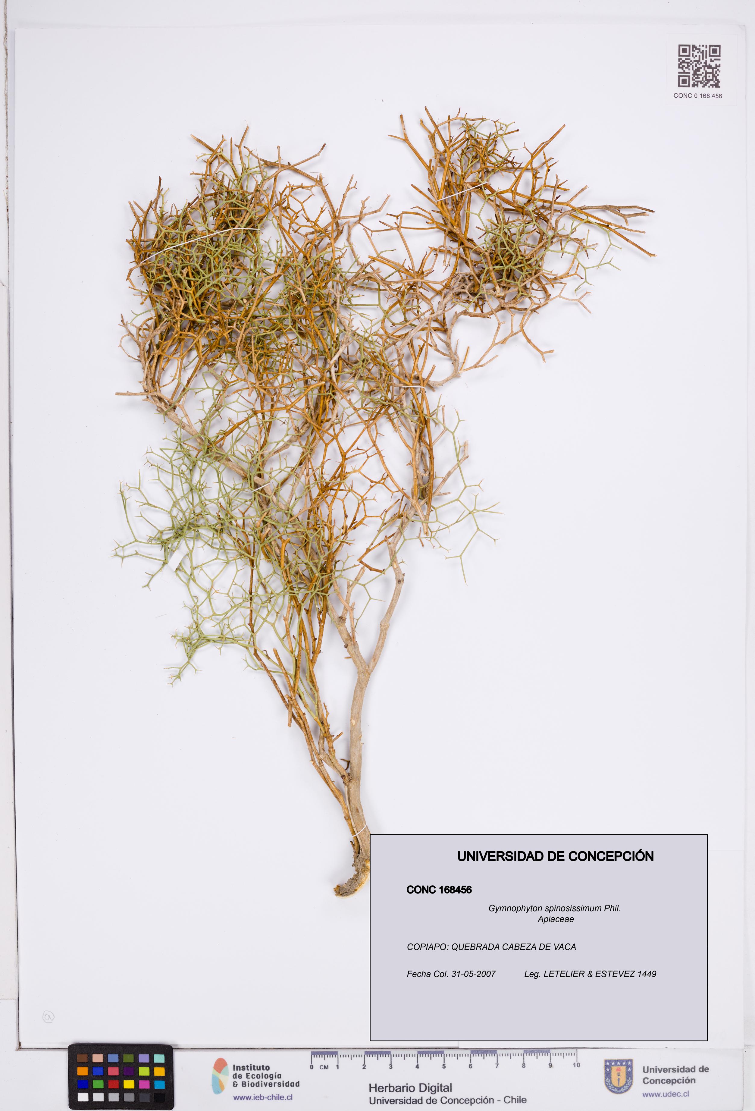 Gymnophyton spinosissimum [Espécimen: ]