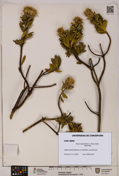 Plazia cheiranthifolia [Espécimen: UDEC:CONC:0168460]