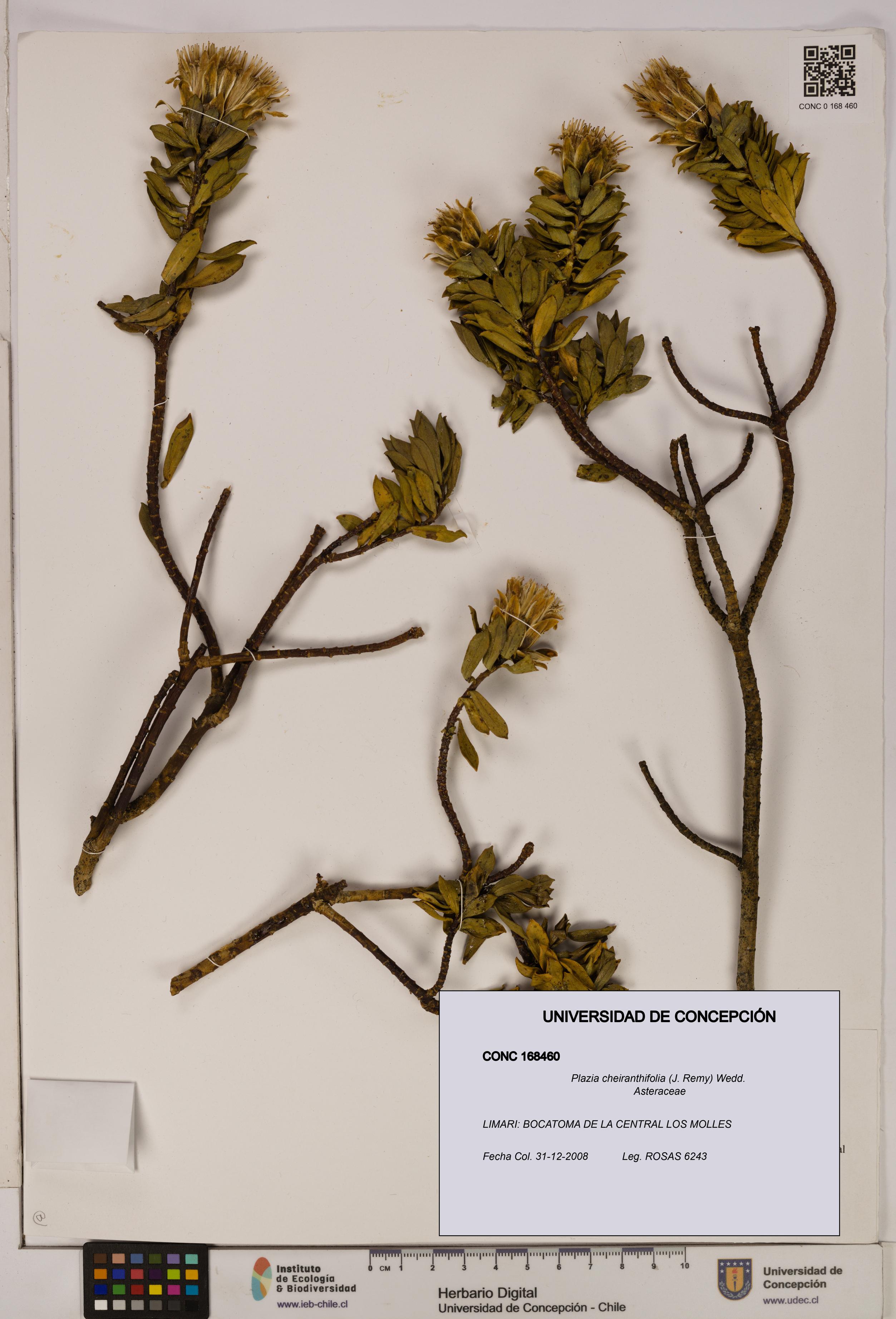 Plazia cheiranthifolia [Espécimen: UDEC:CONC:0168460]