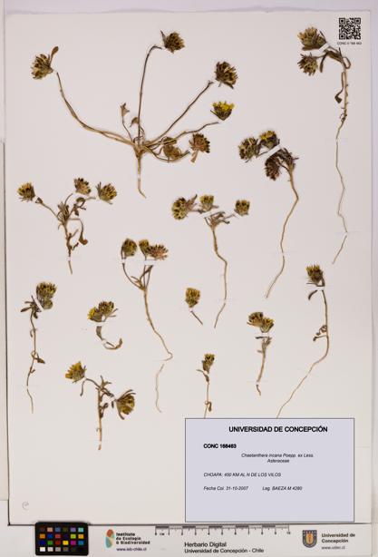 Chaetanthera incana [Espécimen: UDEC:CONC:0168463]