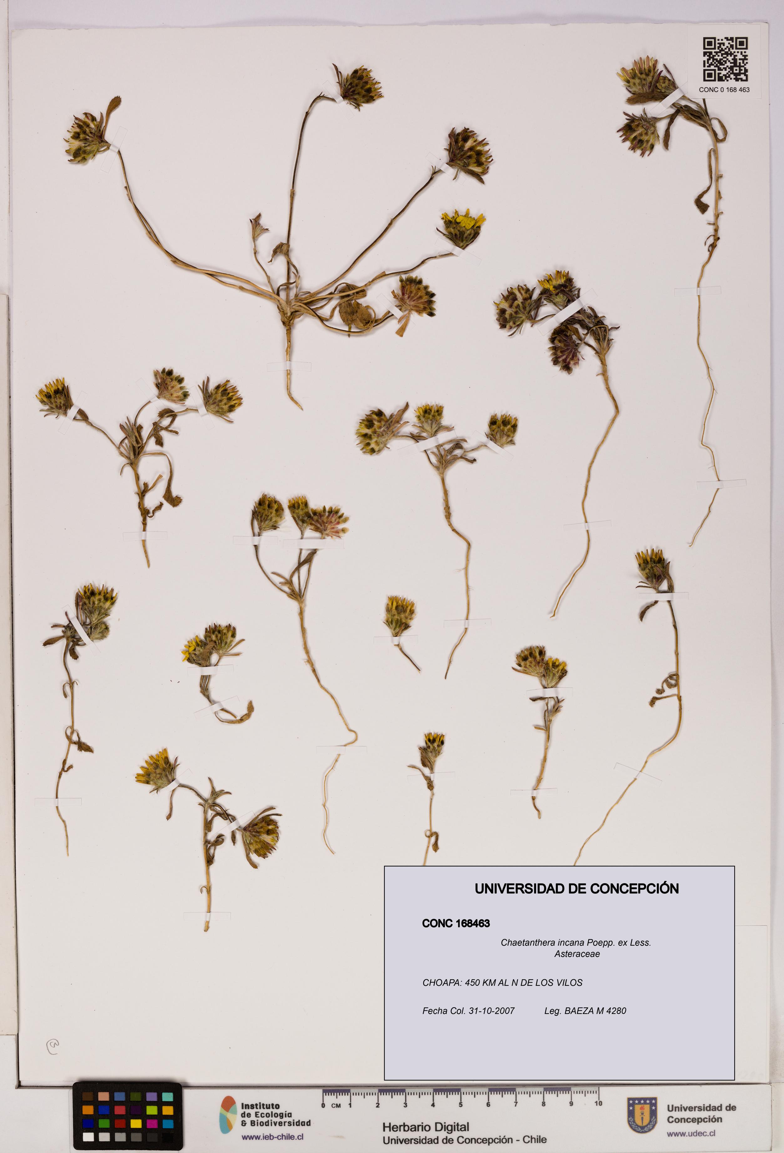 Chaetanthera incana [Espécimen: UDEC:CONC:0168463]