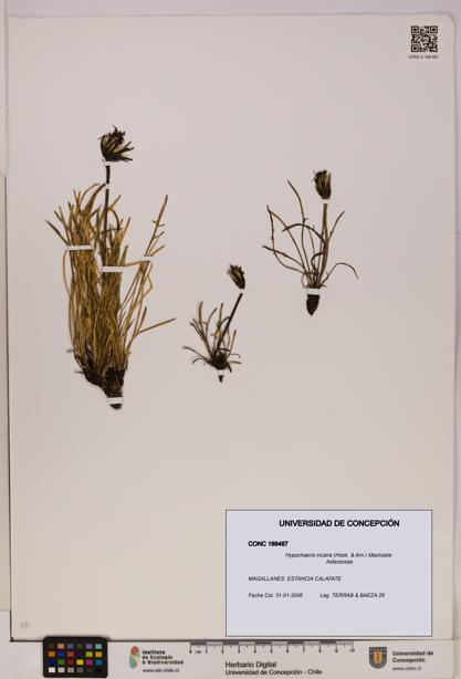 Hypochaeris incana [Espécimen: UDEC:CONC:0168467]