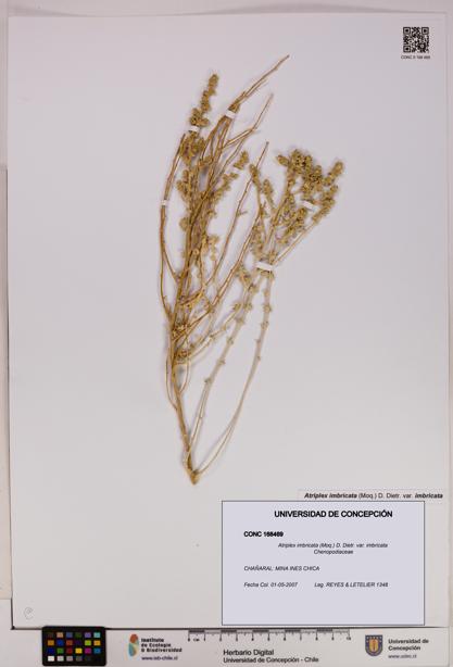 Atriplex imbricata [Espécimen: UDEC:CONC:0168469]