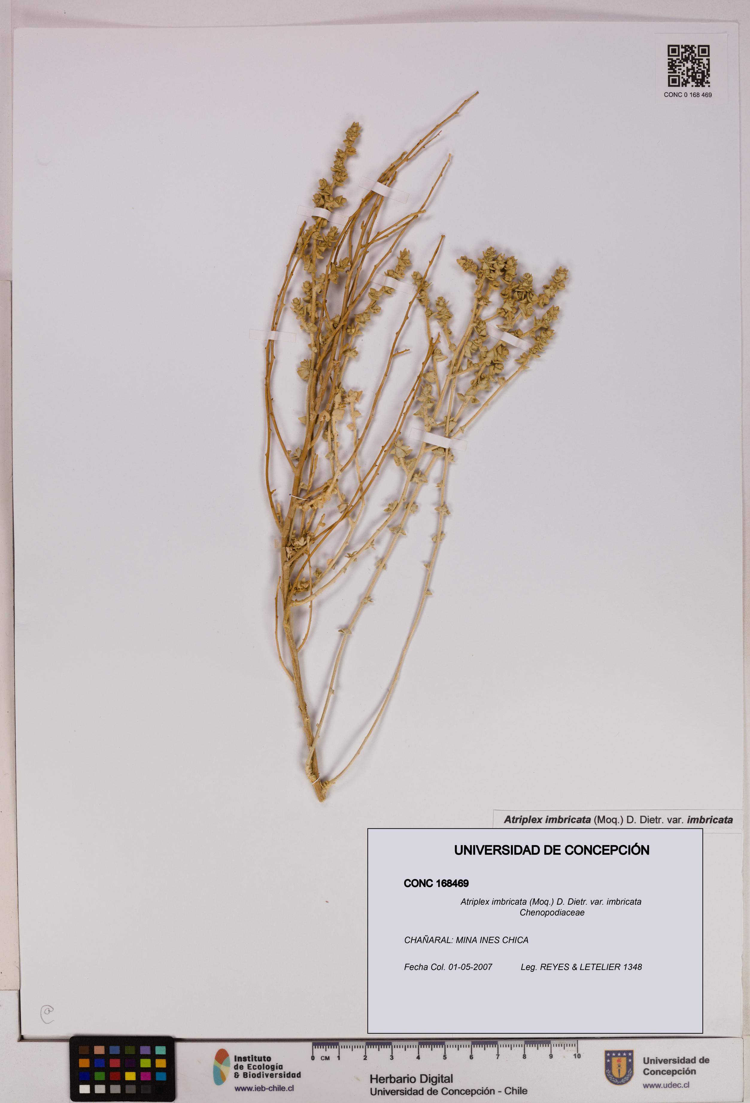 Atriplex imbricata [Espécimen: UDEC:CONC:0168469]