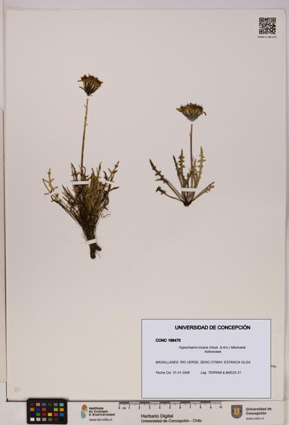 Hypochaeris incana [Espécimen: UDEC:CONC:0168470]