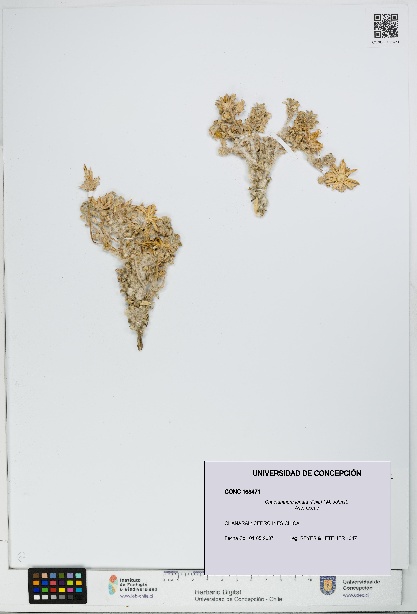 Chaetanthera lanata [Espécimen: UDEC:CONC:0168471]