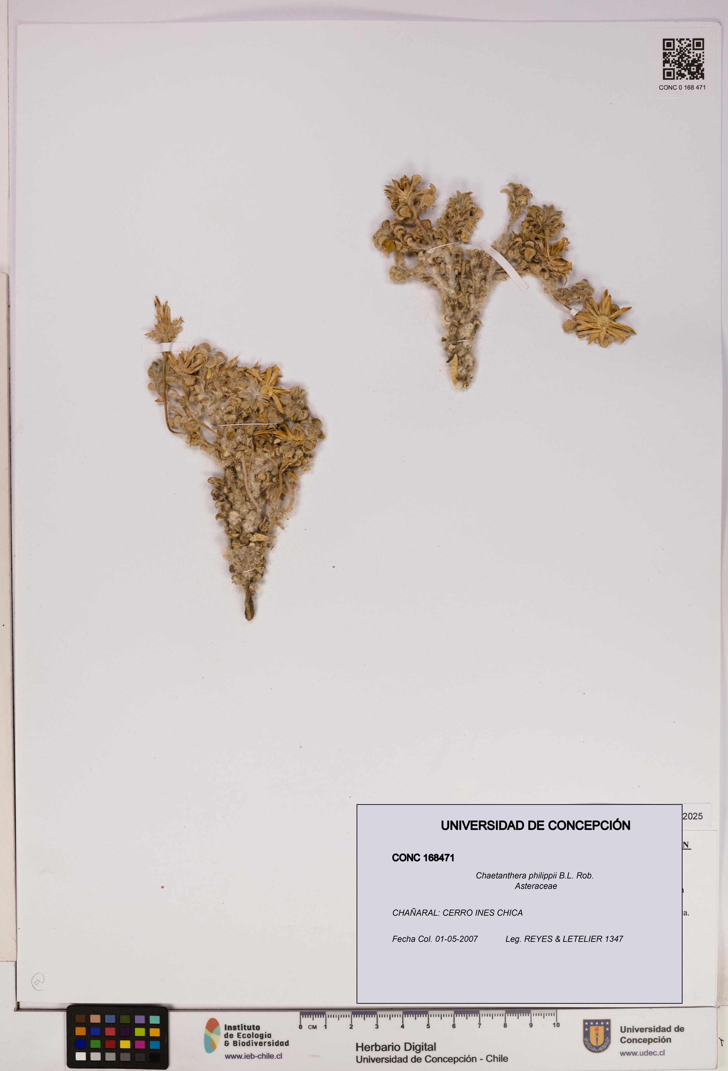 Chaetanthera philippii [Espécimen: UDEC:CONC:0168471]