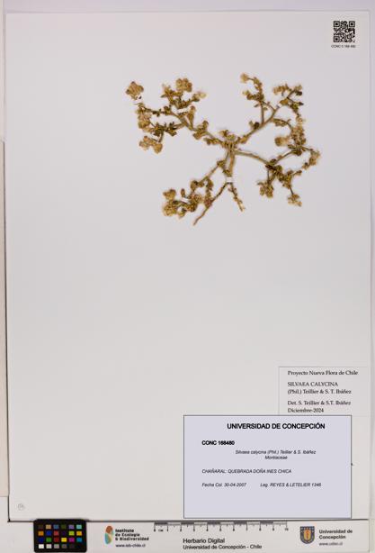 Silvaea calycina [Espécimen: UDEC:CONC:0168480]