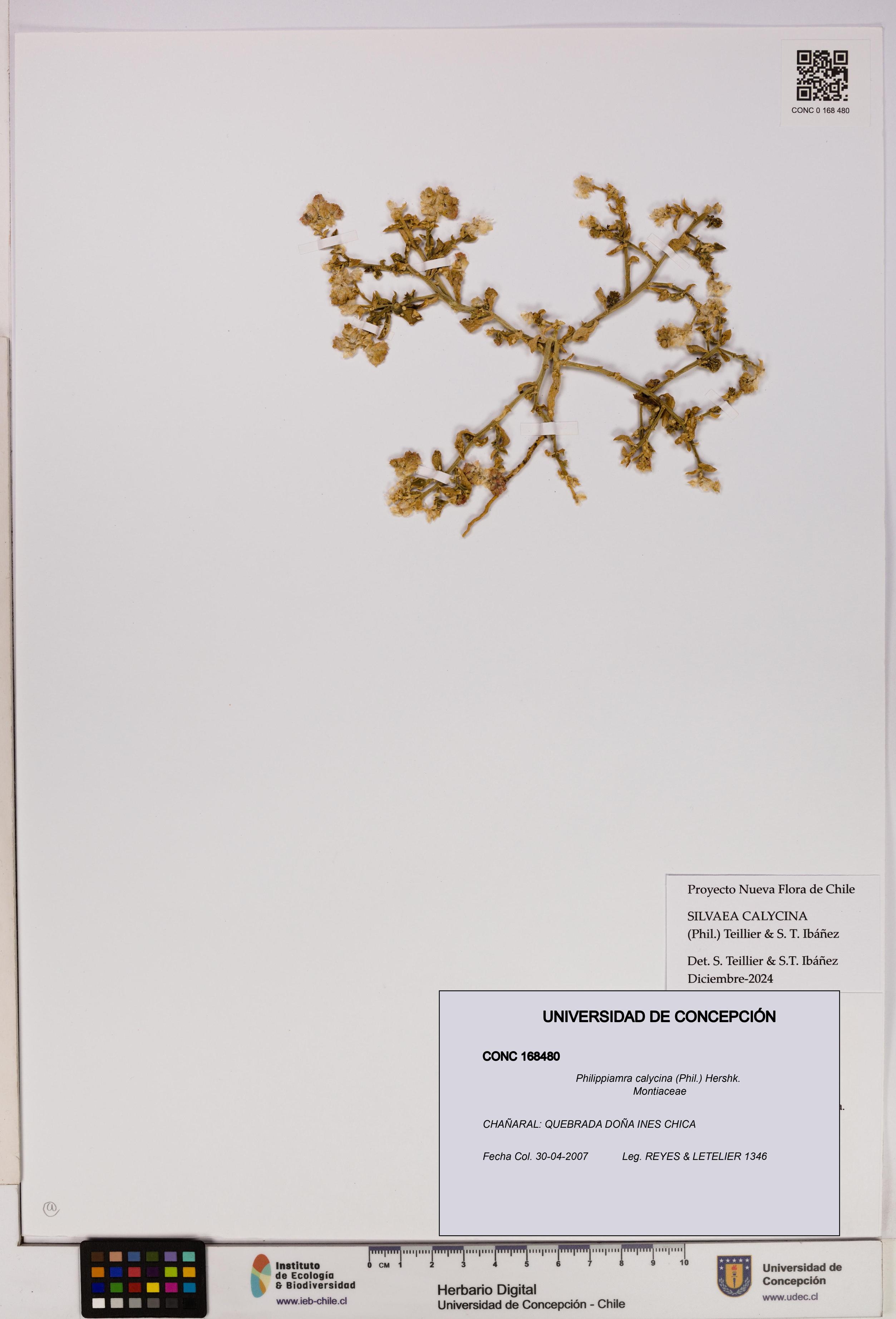 Philippiamra calycina [Espécimen: ]