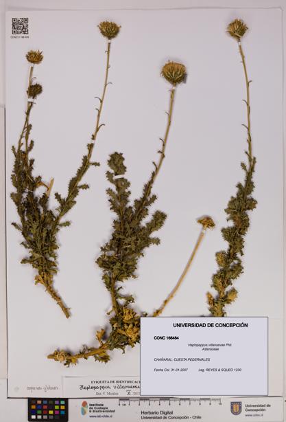 Haplopappus villanuevae [Espécimen: UDEC:CONC:0168484]