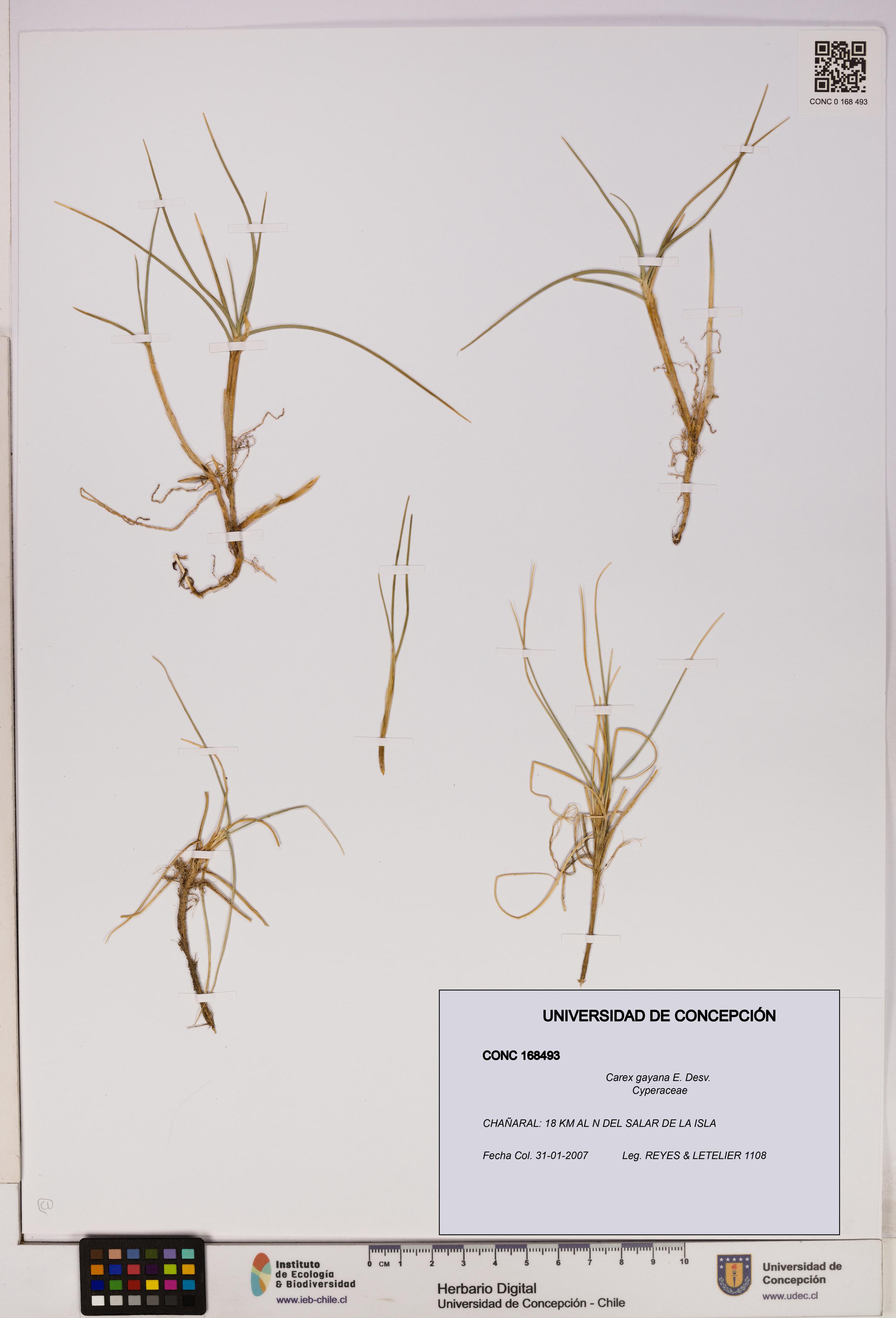 Carex gayana [Espécimen: UDEC:CONC:0168493]