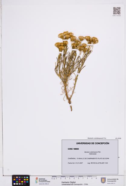 Senecio volckmannii [Espécimen: ]