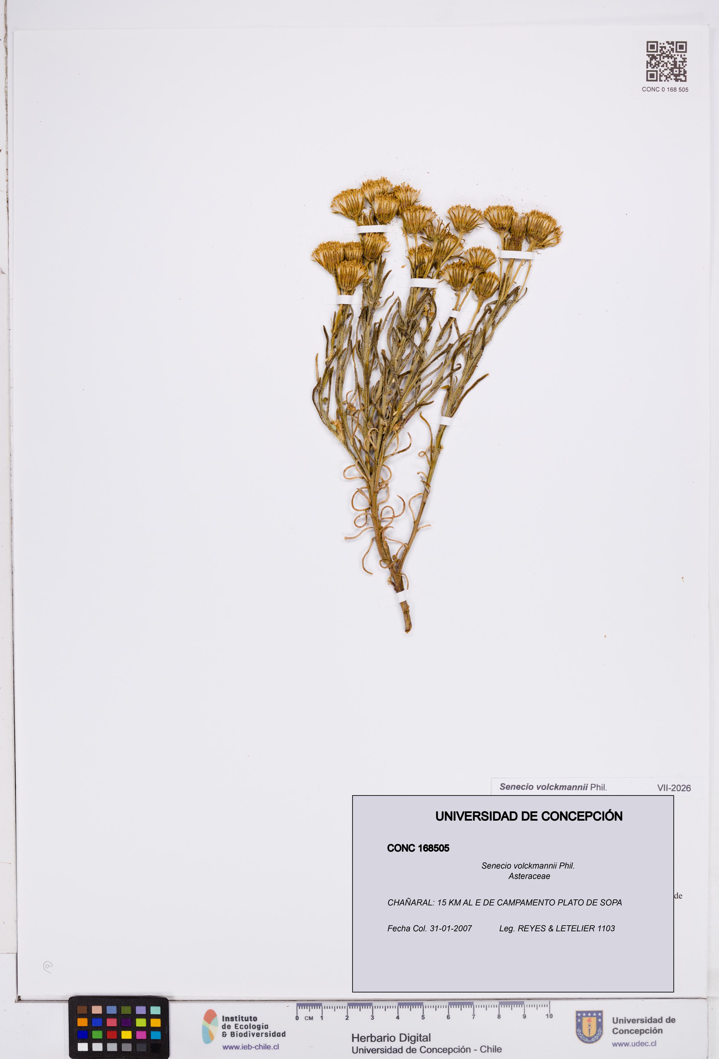 Senecio volckmannii [Espécimen: ]