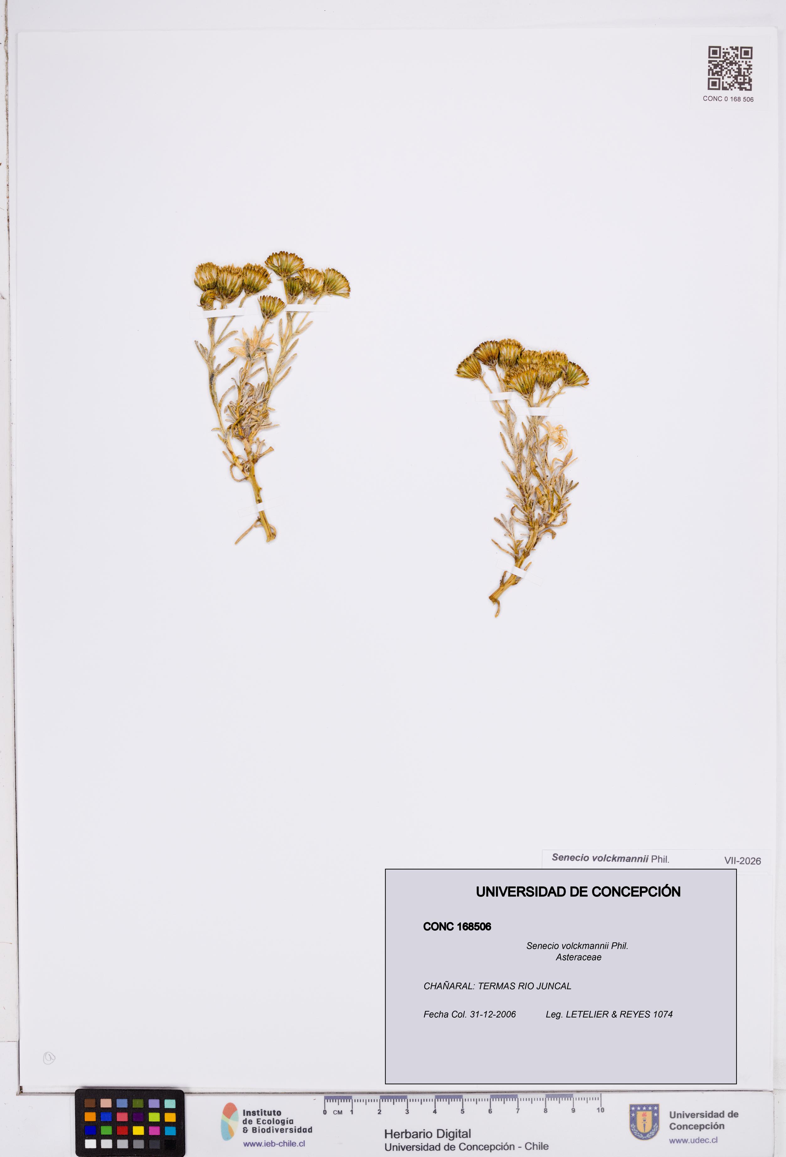 Senecio volckmannii [Espécimen: ]