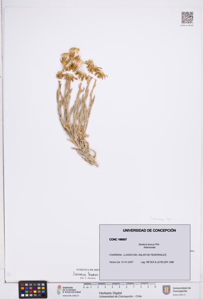Senecio leucus [Espécimen: ]