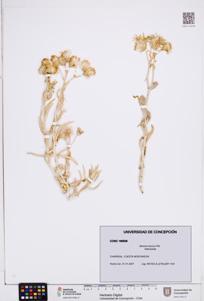 Senecio leucus [Espécimen: ]
