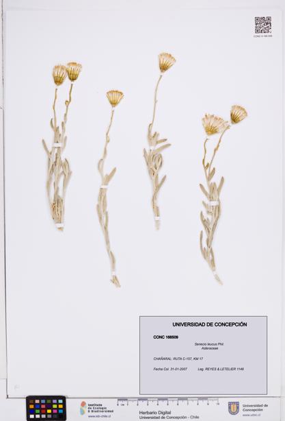 Senecio leucus [Espécimen: ]