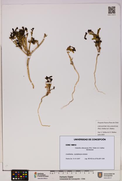 Cistanthe villanuevae [Espécimen: UDEC:CONC:0168512]