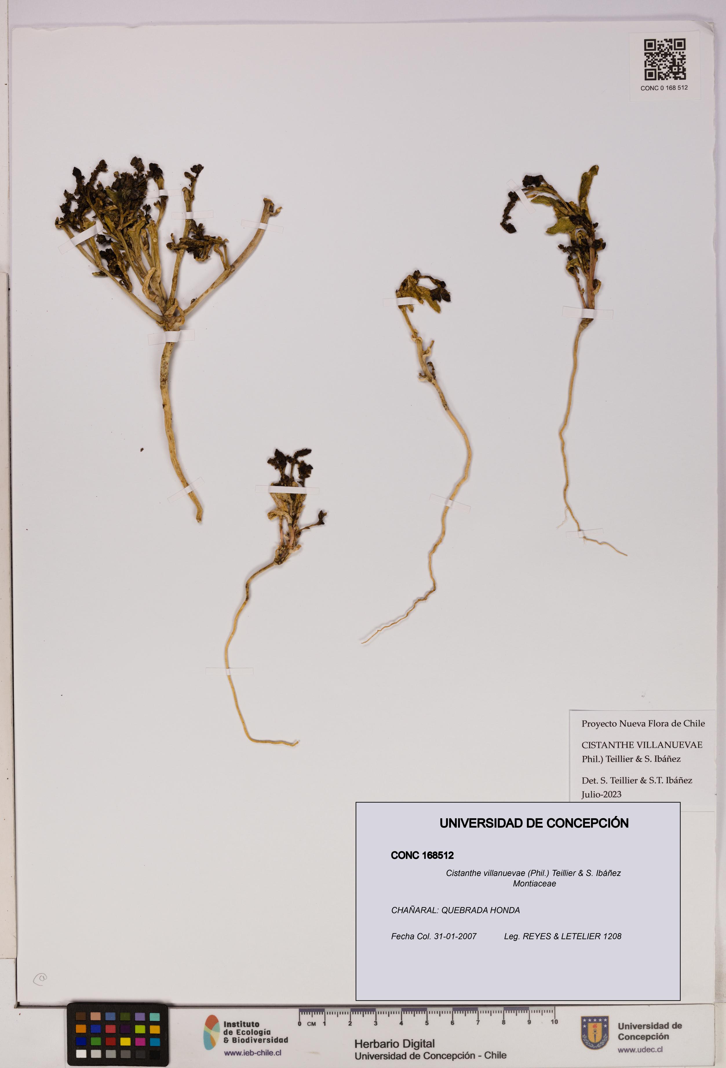 Cistanthe villanuevae [Espécimen: UDEC:CONC:0168512]