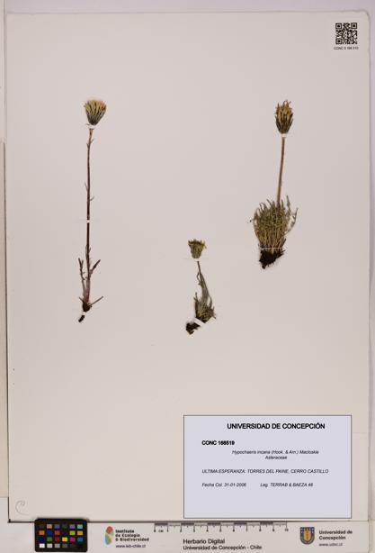 Hypochaeris incana [Espécimen: UDEC:CONC:0168519]