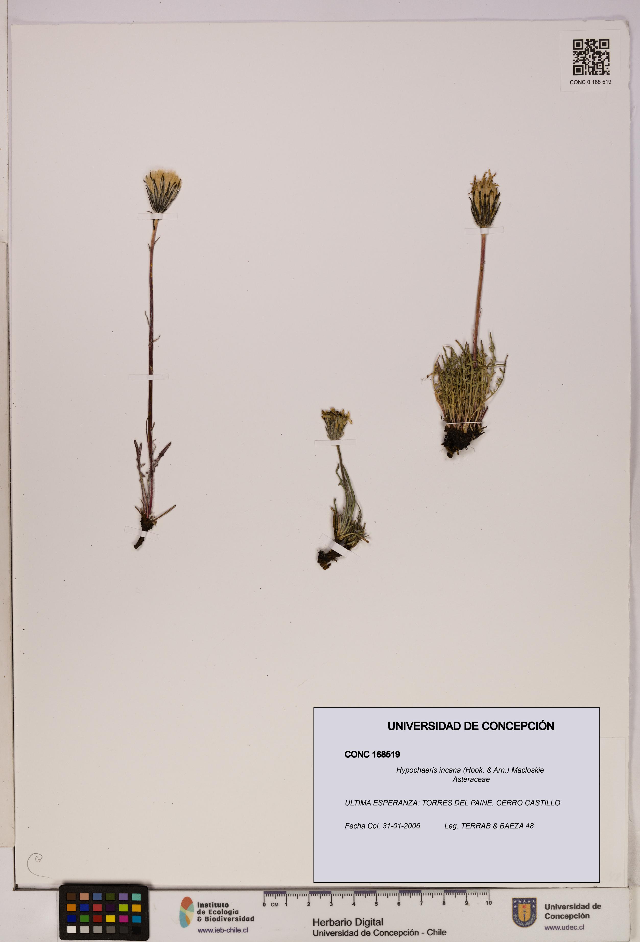 Hypochaeris incana [Espécimen: UDEC:CONC:0168519]