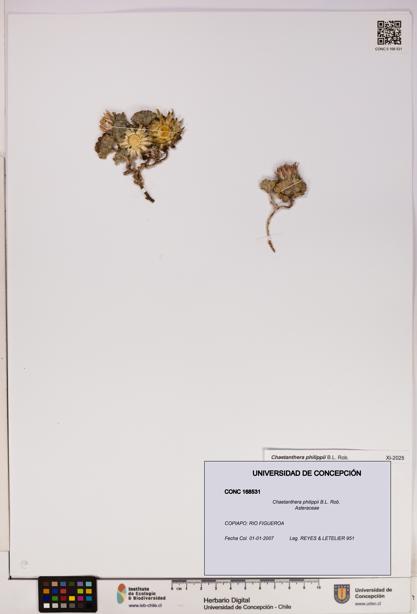 Chaetanthera philippii [Espécimen: UDEC:CONC:0168531]